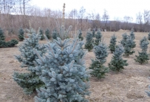 amenajari gradina Buftea Amenajari Gradina Buftea - GEO KAR GREEN SRL