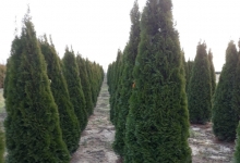 amenajari gradina Buftea Amenajari Gradina Buftea - GEO KAR GREEN SRL