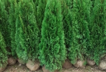 amenajari gradina Buftea Amenajari Gradina Buftea - GEO KAR GREEN SRL