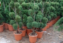 amenajari gradina Buftea Amenajari Gradina Buftea - GEO KAR GREEN SRL