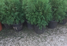 amenajari gradina Buftea Amenajari Gradina Buftea - GEO KAR GREEN SRL