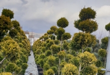 amenajari gradina Buftea Amenajari Gradina Buftea - GEO KAR GREEN SRL