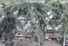 amenajari gradina Buftea Amenajari Gradina Buftea - GEO KAR GREEN SRL