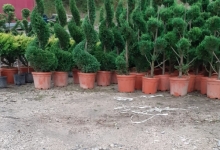 amenajari gradina Buftea Amenajari Gradina Buftea - GEO KAR GREEN SRL
