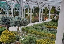 amenajari gradina Buftea Amenajari Gradina Buftea - GEO KAR GREEN SRL