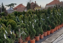 amenajari gradina Buftea Amenajari Gradina Buftea - GEO KAR GREEN SRL