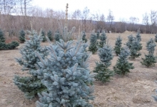 amenajari gradina Campina GEO KAR GREEN SRL