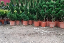 amenajari gradina Campina GEO KAR GREEN SRL