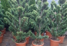 amenajari gradina Busteni Amenajari Gradina Busteni - GEO KAR GREEN SRL