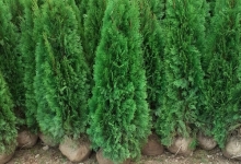 amenajari gradina Campina GEO KAR GREEN SRL