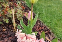 amenajari gradina Dragomiresti-Deal Amenajari Gradini Spatii Verzi - Creative Event