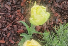 amenajari gradina Slobozia Amenajari Gradini Spatii Verzi - Creative Event