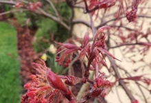 amenajari gradina Comarnic Amenajari Gradini Spatii Verzi - Creative Event