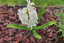 amenajari gradina Baicoi Amenajari Gradini Spatii Verzi - Creative Event