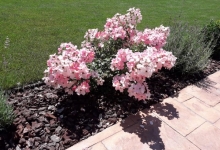 amenajari gradina Baicoi Amenajari Gradini Spatii Verzi - Creative Event