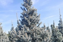 amenajari gradina Slobozia Amenajari Gradini Spatii Verzi - Creative Event