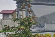 amenajari gradina Vernesti Amenajari Gradini Spatii Verzi - Creative Event