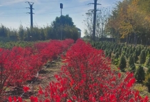 amenajari gradina Braila Amenajari Gradini Spatii Verzi - Creative Event