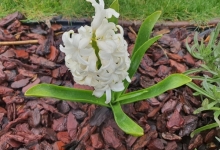 amenajari gradina Braila Amenajari Gradini Spatii Verzi - Creative Event