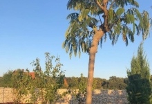 amenajari gradina Pecica Flower Garden Design