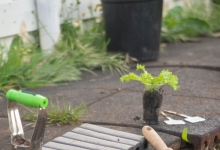 amenajari gradina Cernica Amenajari Gradina Pipera - WOW GARDEN