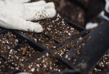 amenajari gradina Chitila Amenajari Gradina Pipera - WOW GARDEN