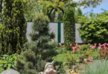 amenajari gradina Chitila Amenajari Gradina Pipera - WOW GARDEN