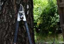 amenajari gradina Chitila Amenajari Gradina Pipera - WOW GARDEN