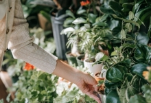 amenajari gradina Cernica Amenajari Gradina Pipera - WOW GARDEN