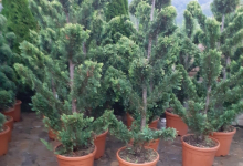 amenajari gradina Targoviste GEO KAR GREEN SRL