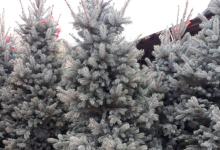 amenajari gradina Fieni GEO KAR GREEN SRL