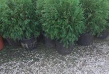 amenajari gradina Gaesti GEO KAR GREEN SRL