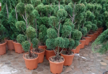 amenajari gradina Glina GEO KAR GREEN SRL