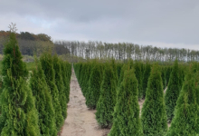 amenajari gradina Targoviste GEO KAR GREEN SRL