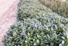 amenajari gradina Glina GEO KAR GREEN SRL