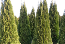 amenajari gradina Gaesti GEO KAR GREEN SRL