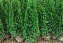 amenajari gradina Gaesti GEO KAR GREEN SRL