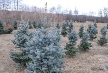 amenajari gradina Glina GEO KAR GREEN SRL