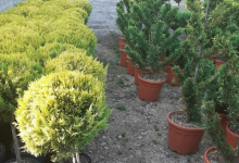 amenajari gradina Gaesti GEO KAR GREEN SRL