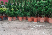 amenajari gradina Glina GEO KAR GREEN SRL