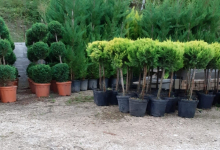 amenajari gradina Glina GEO KAR GREEN SRL