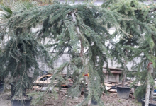 amenajari gradina Targoviste GEO KAR GREEN SRL