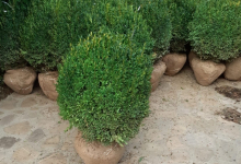 amenajari gradina Glina GEO KAR GREEN SRL