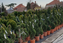 amenajari gradina Pucioasa GEO KAR GREEN SRL